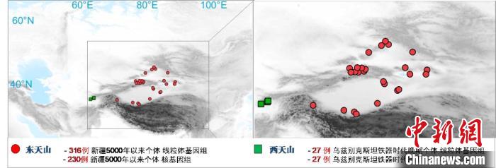 图为该项目所获取天山东西部古人群的线粒体与核基因组分布图。　半岛（中国）体育·官方网站 供图