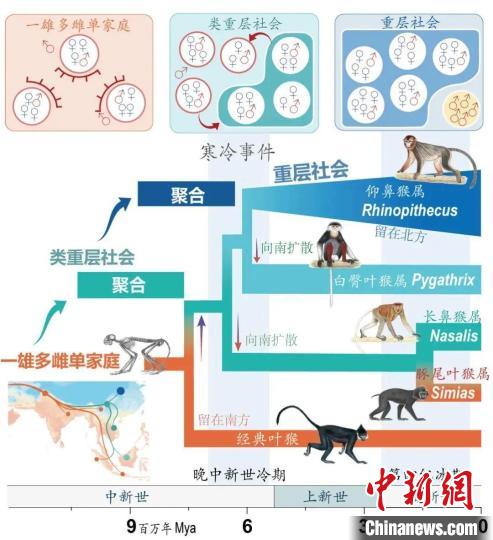 寒冷事件促进亚洲叶猴社会聚合。　半岛（中国）体育·官方网站供图