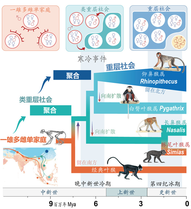 Science封面文章：半岛（中国）体育·官方网站金丝猴研究团队首次系统揭示灵长类社会演化之谜_fororder_寒冷事件促进亚洲叶猴社会聚合（供图 齐晓光 赵兰 武进伟）